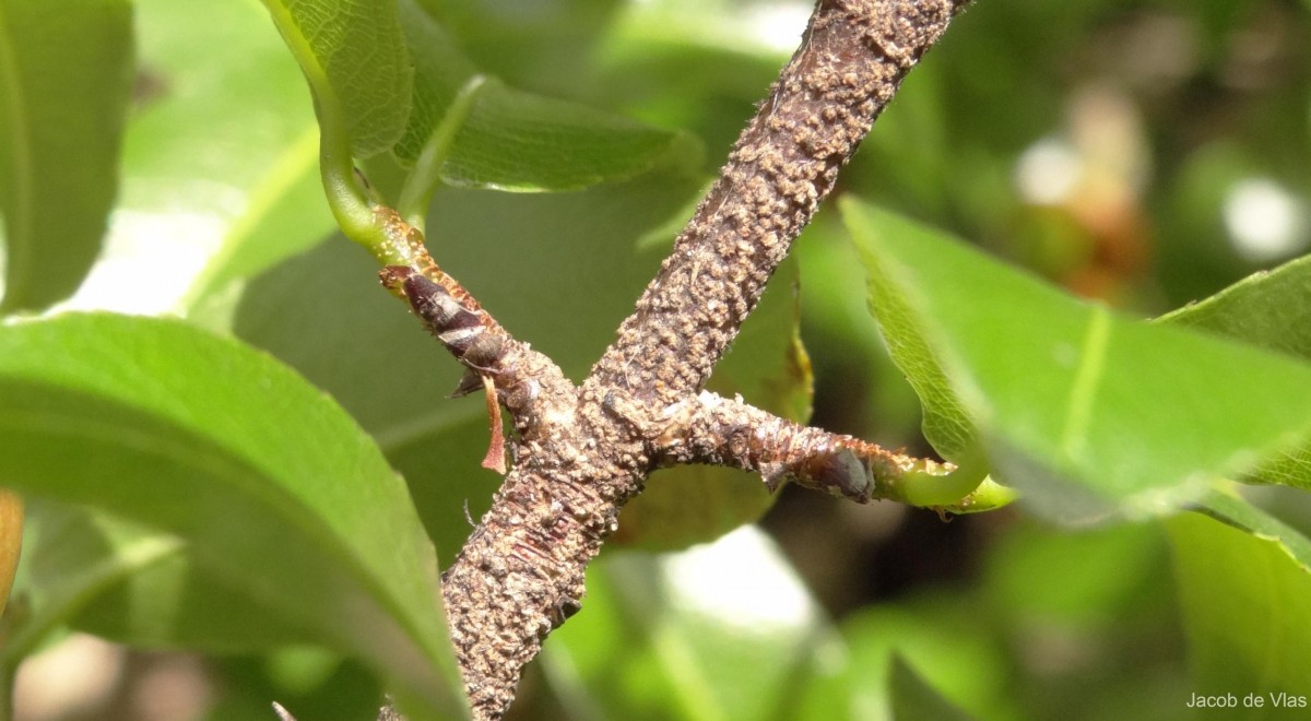 Ochna lanceolata Spreng.